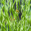 Juncus Effusus Spiralis - Jonc spiralé - Volume 3L / 20-40cm