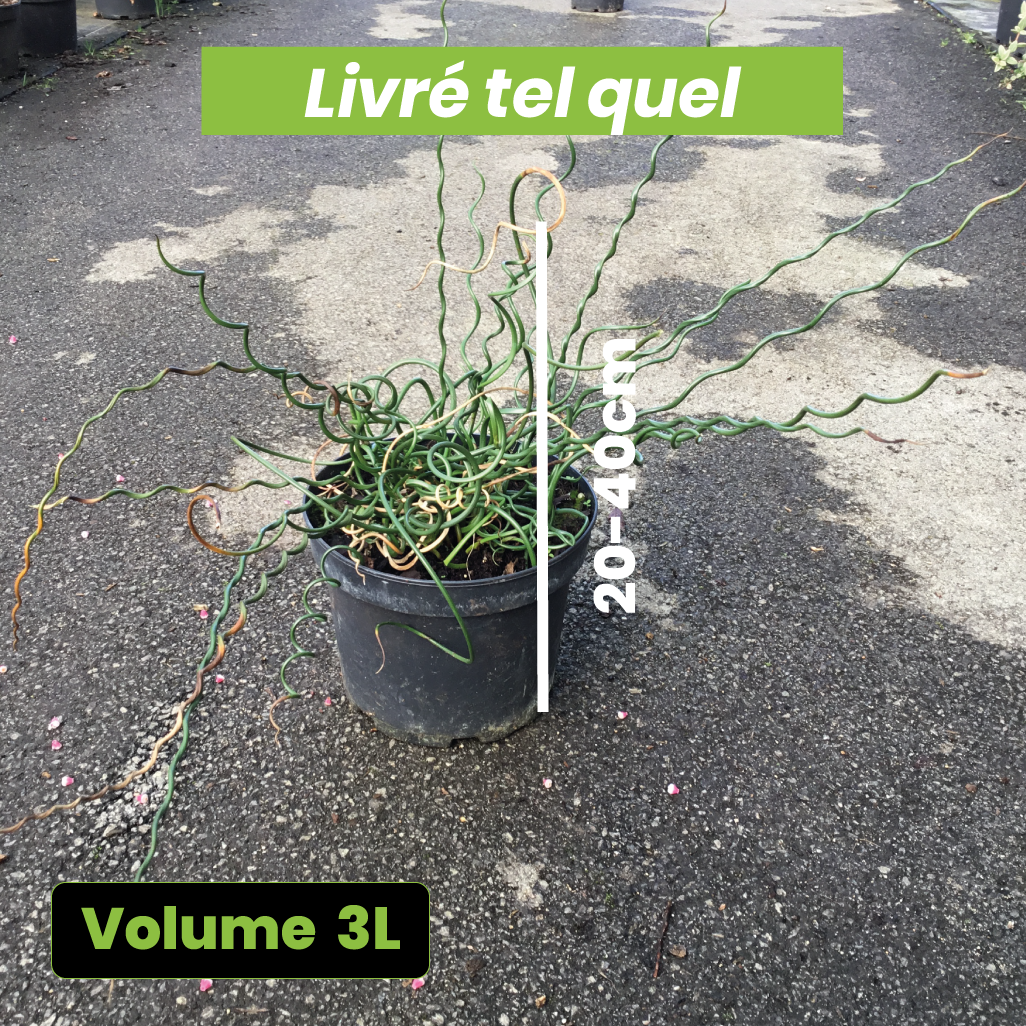 Juncus Effusus Spiralis - Jonc spiralé - Volume 3L / 20-40cm
