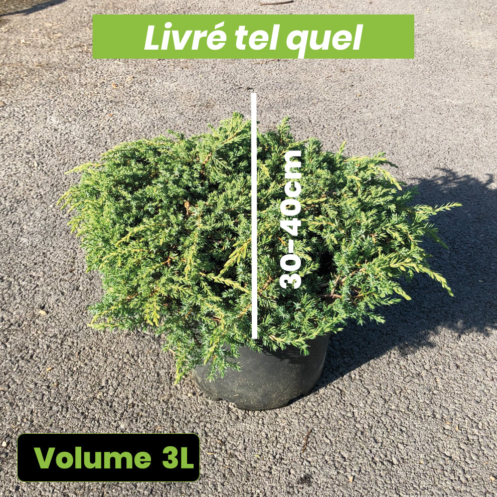 Juniperus Communis Green Carpet - Genévrier Commun - Volume 3L / 30-40cm