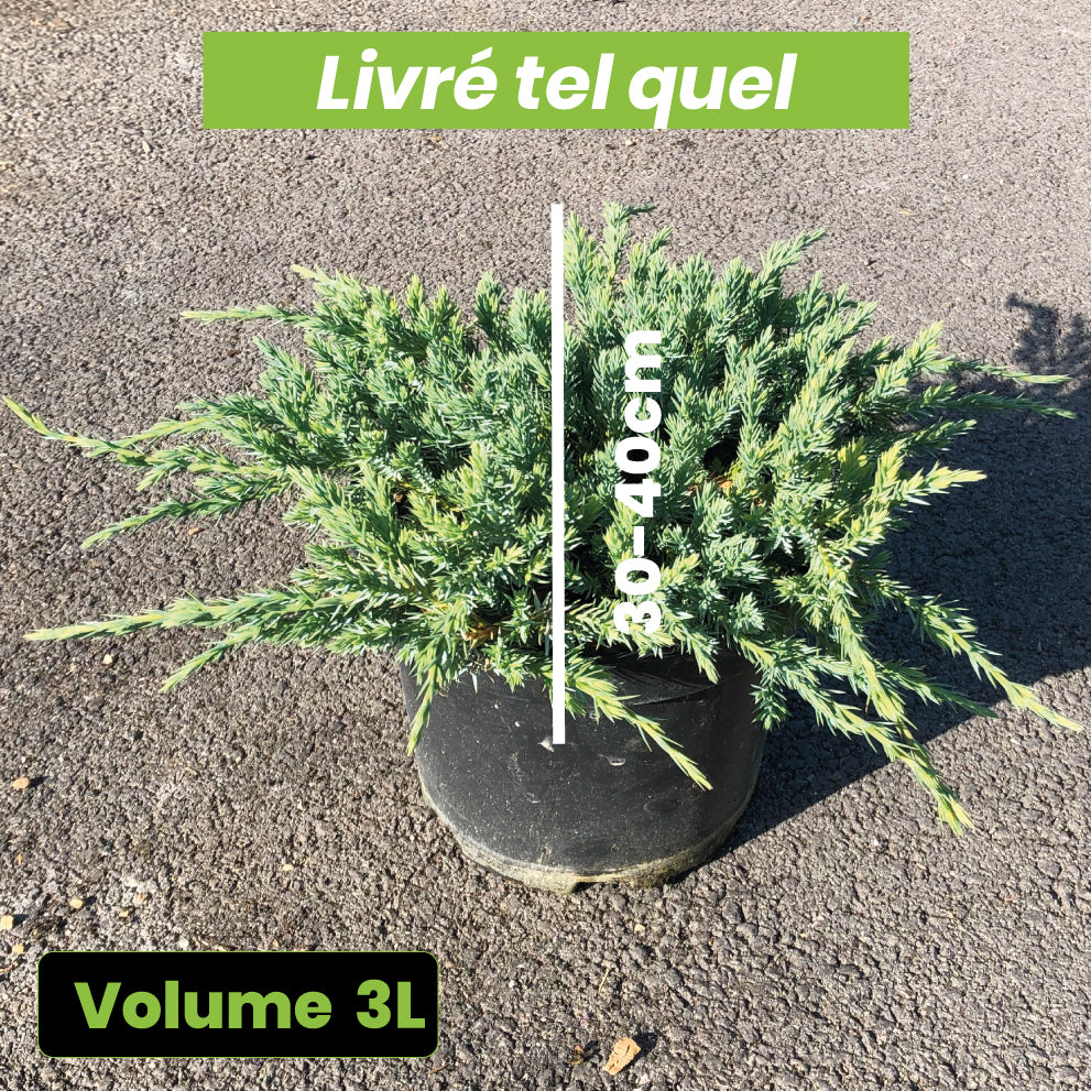 Juniperus Squamata Blue Carpet - Genévrier Écailleux - Volume 3L / 30-40cm