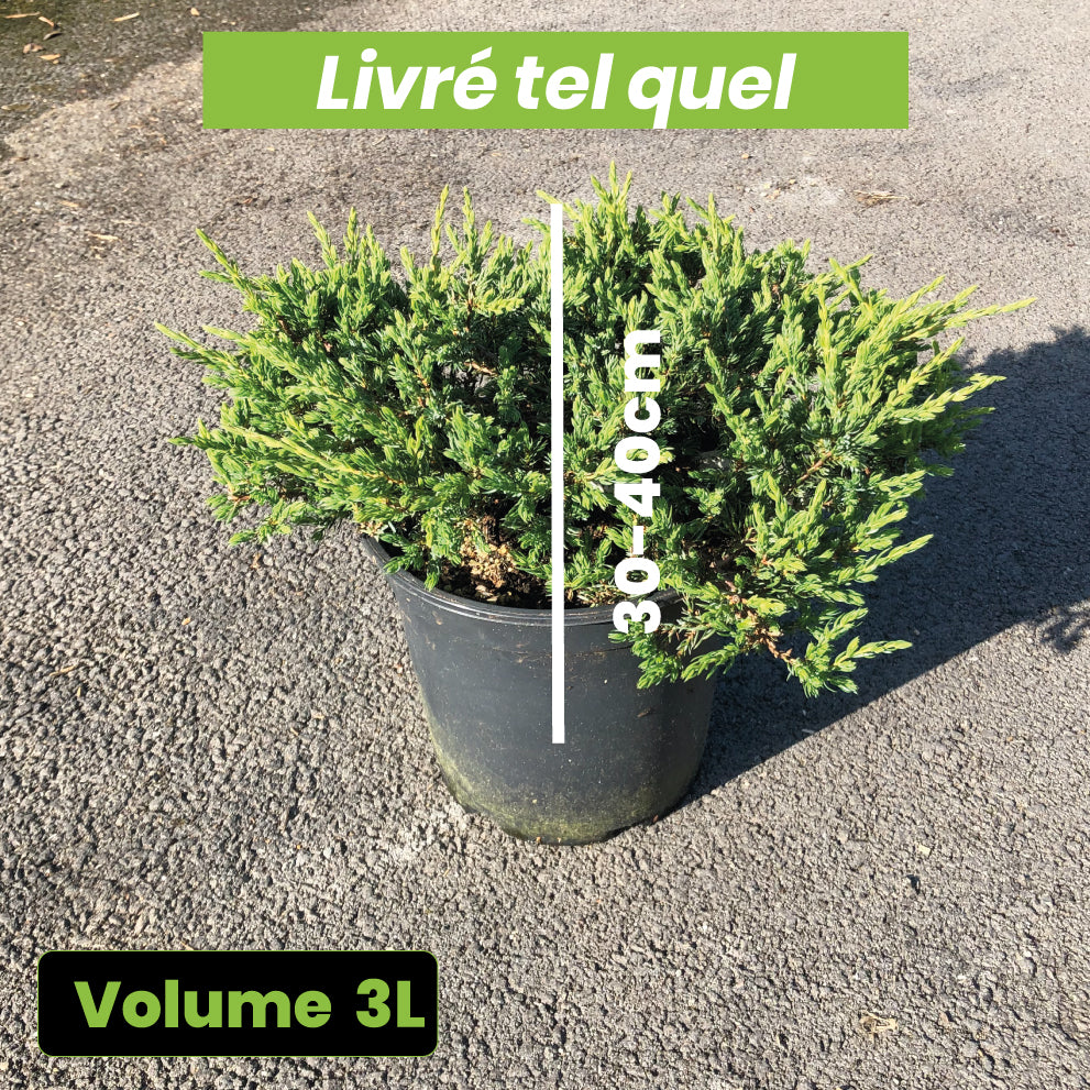 Juniperus Communis Repanda - Genévrier Commun - Volume 3L / 30-40cm