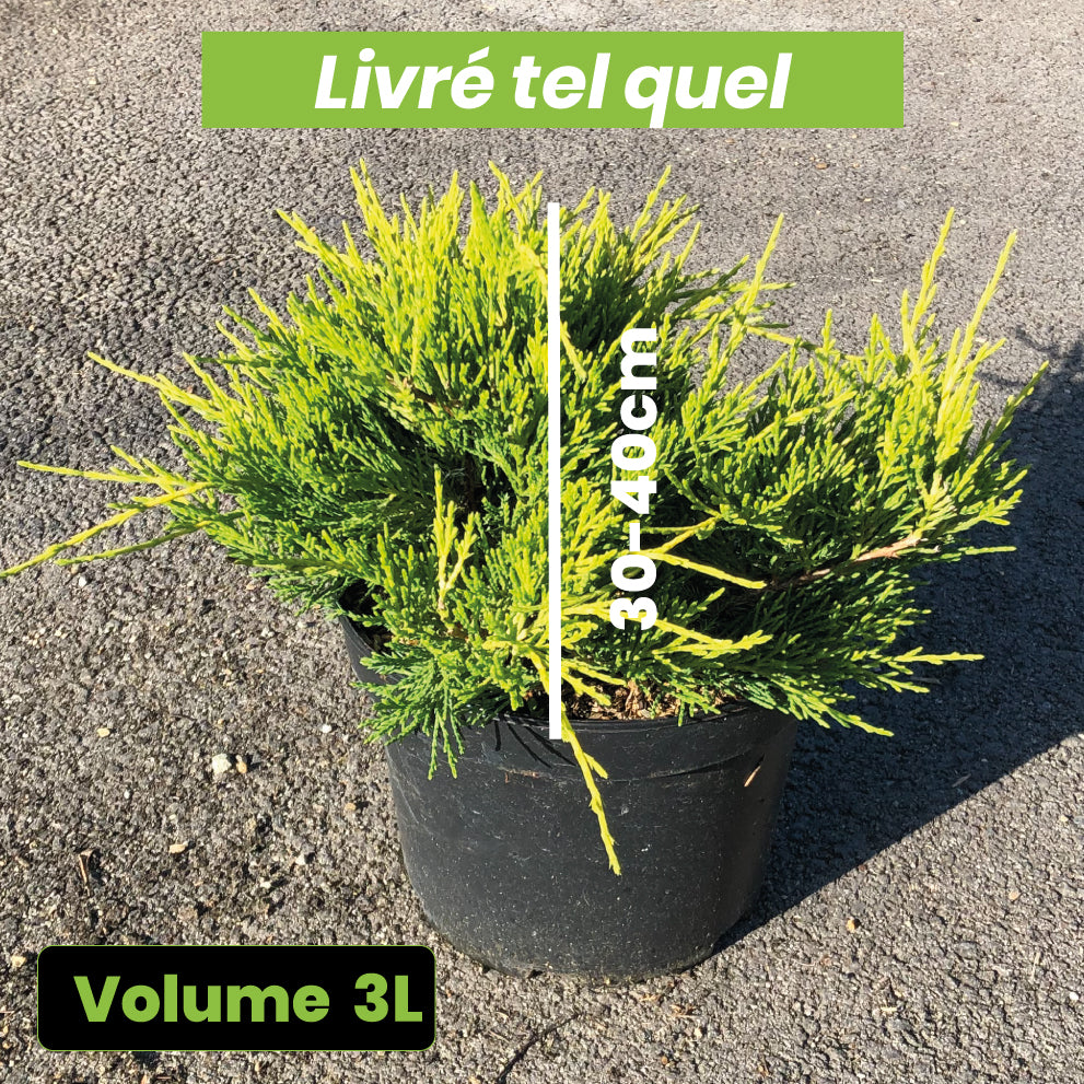 Juniperus Media old Gold - Genévrier - Volume 3L / 30-40cm