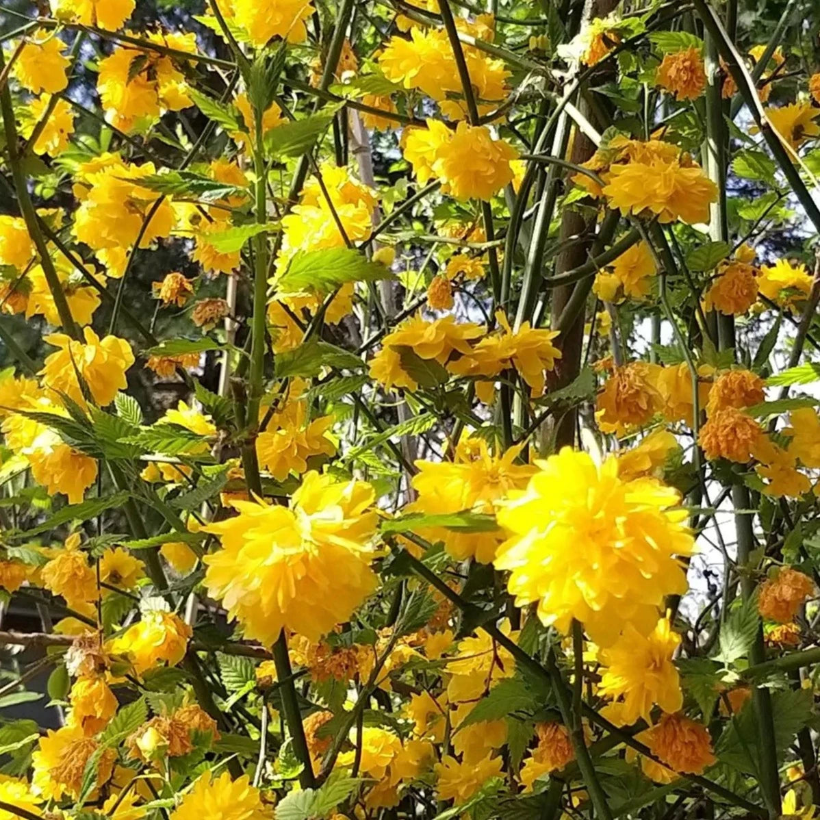 Kerria Japonica Pleniflora - Volume 3L / 30-50cm