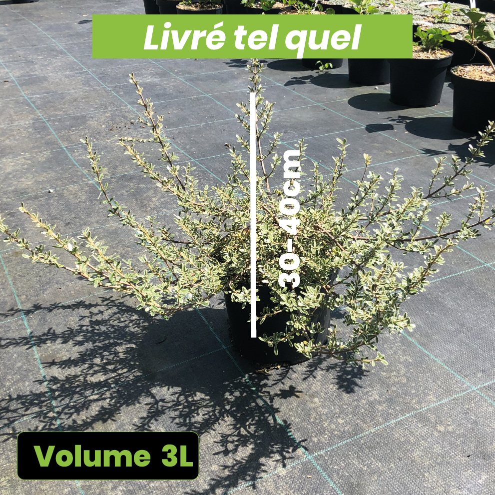 Coprosma Kirkii Variegata - Volume 3L / 30-40cm