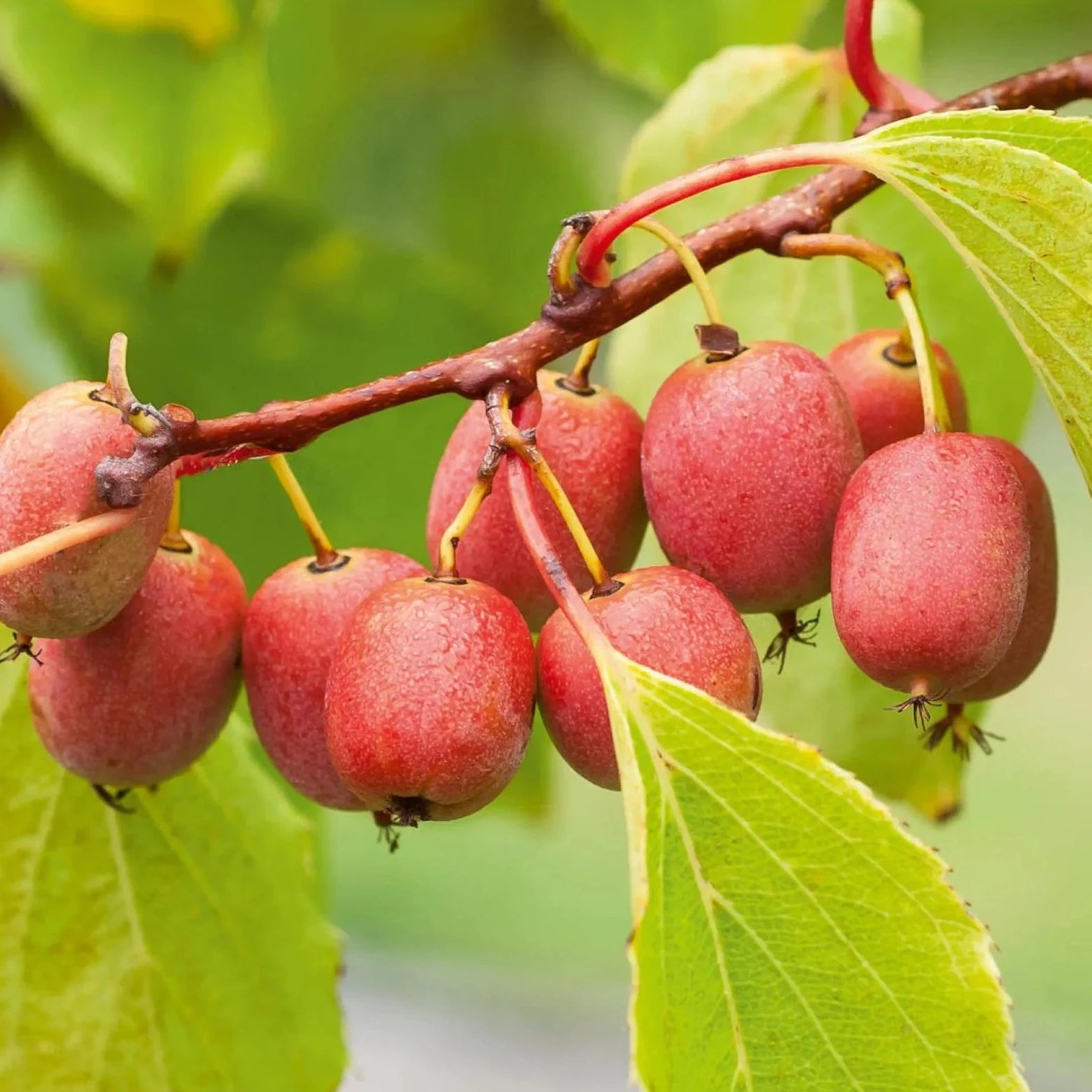 Actinidia Arguta Ken's Red - Kiwi de Sibérie - Volume 3L / 40-60cm