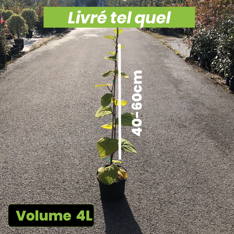 Actinidia Deliciosa Tomuri - Kiwi Tomuri - Volume 4L / 40-60cm