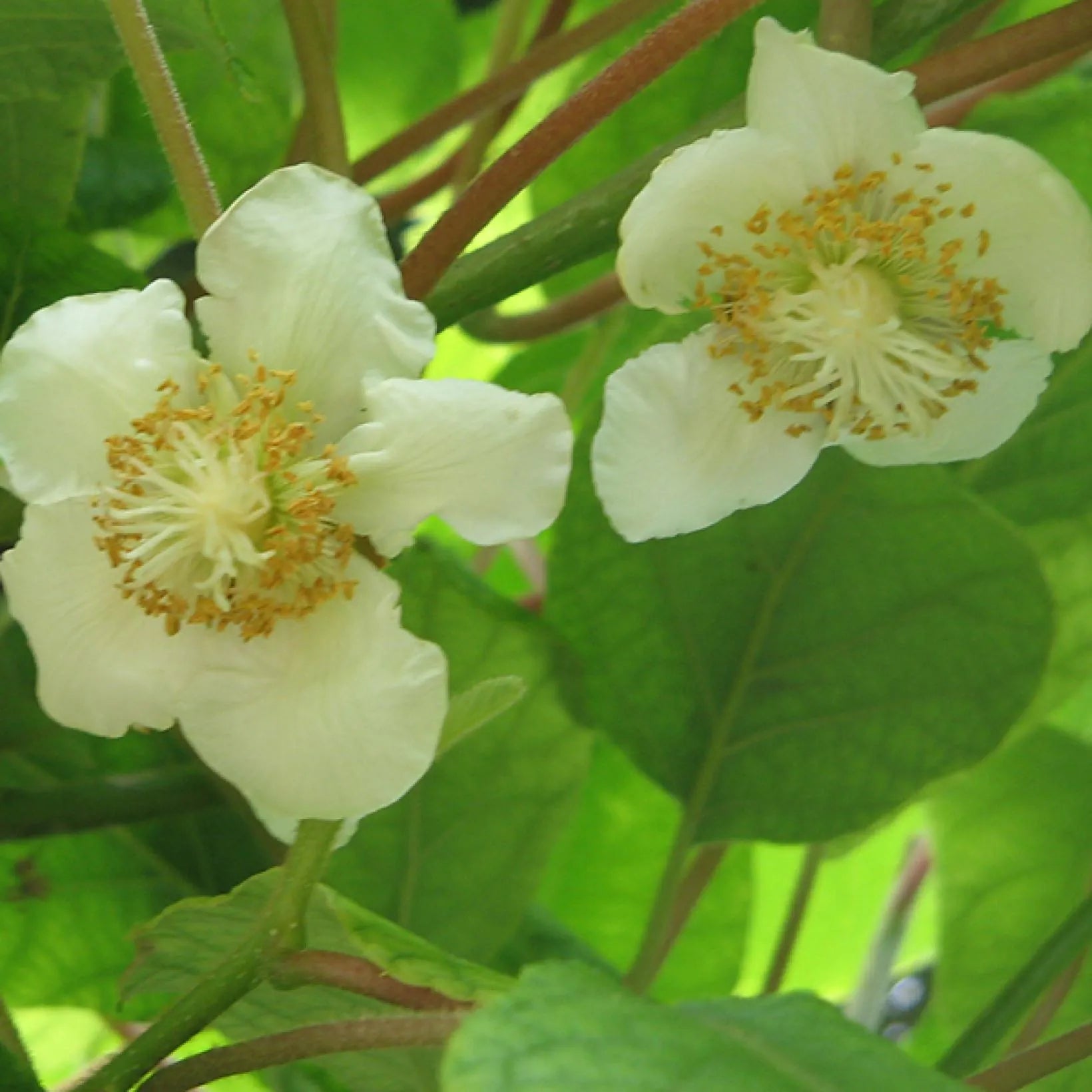 Actinidia Deliciosa Tomuri - Kiwi Tomuri