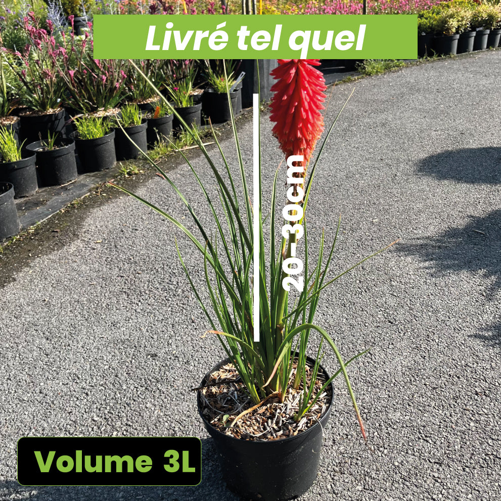Kniphofia Poco Red - Tritoma rouge compact - Volume 3L / 20-30cm
