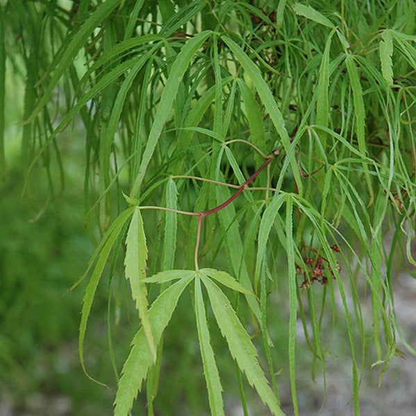 Acer Palmatum Koto No Ito - Volume 3L / 30-40cm