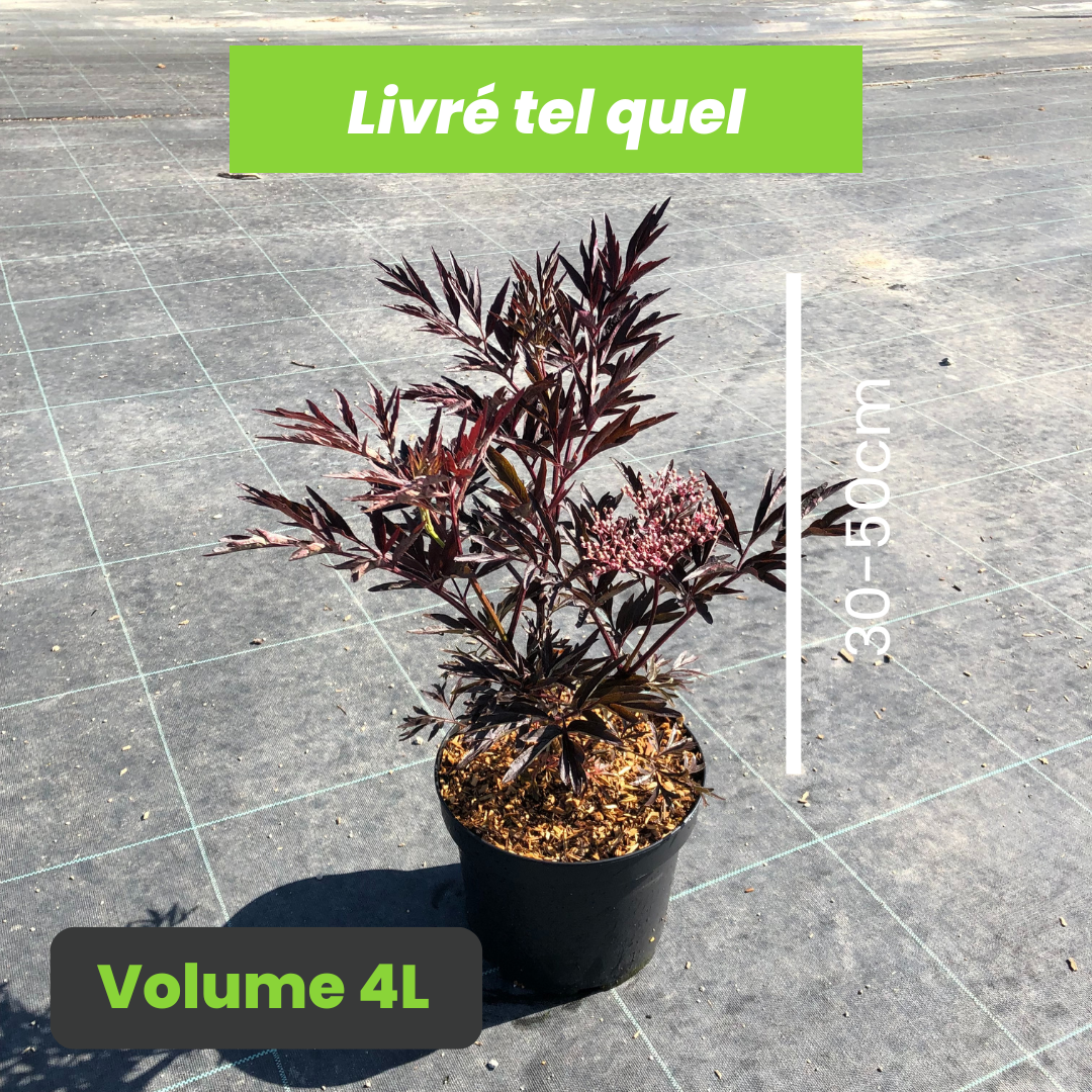 Sambucus Nigra Black Lace Eva - Sureau Noir - Volume 4L / 30-50cm