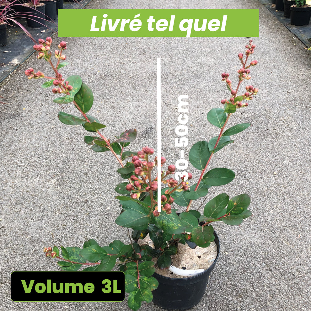 Lagerstroemia Braise d'Été - Lilas des Indes - Volume 3L / 30-50cm