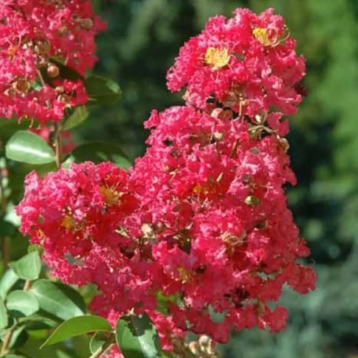 Lagerstroemia Indica Rubra - Lilas des indes - Volume 3L / 30-50cm
