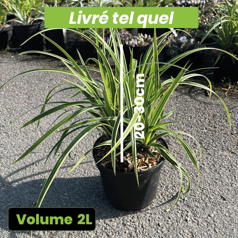 Carex Morrowii Ice Dance - Laîche du Japon - Volume 3L / 20-30cm