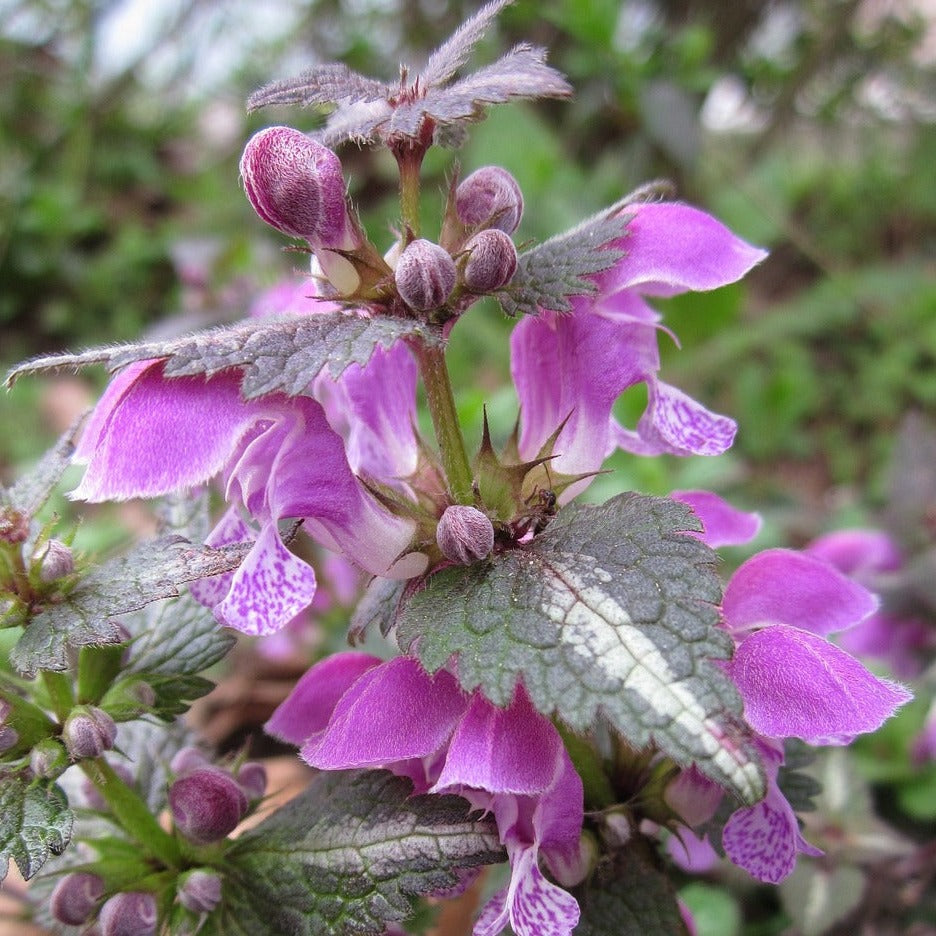 Lamium Maculatum Pink Pewter - Lamier Rose - Volume 3L / 20-30cm