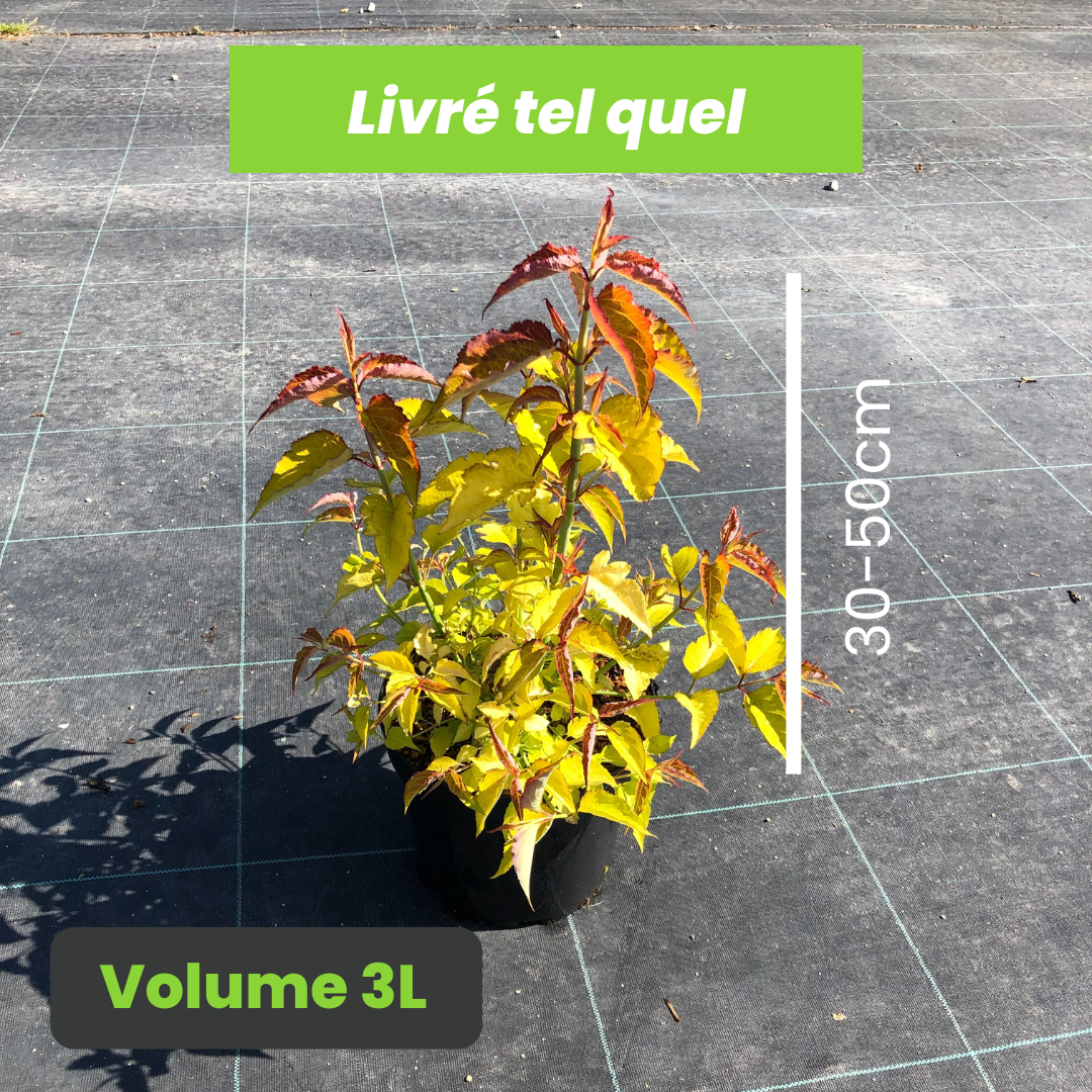 Leycesteria Formosa Golden Lanterns - Arbre aux faisans - Volume 3L / 30-50cm