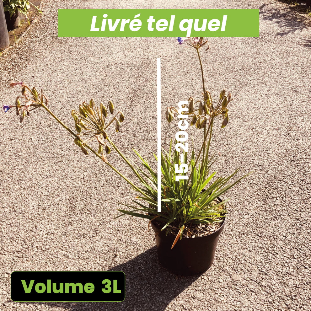 Agapanthus Lapis Lazuli - Volume 3L / 15-20cm