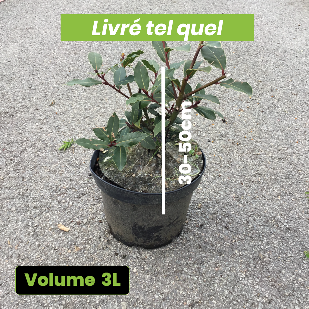 Laurus Nobilis - Laurier Sauce - Volume 3L / 30-50cm