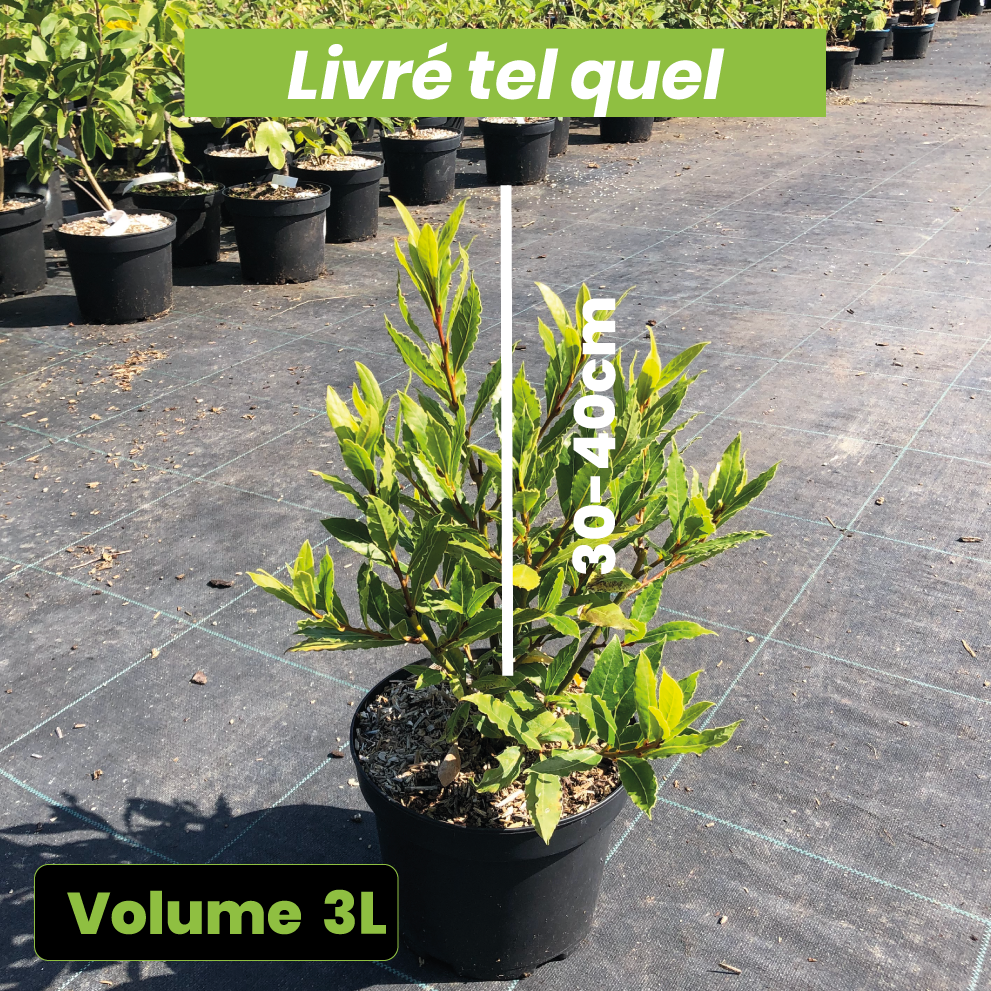 Laurus Nobilis Little Ragu - Laurier-Sauce - Volume 3L / 30-40cm