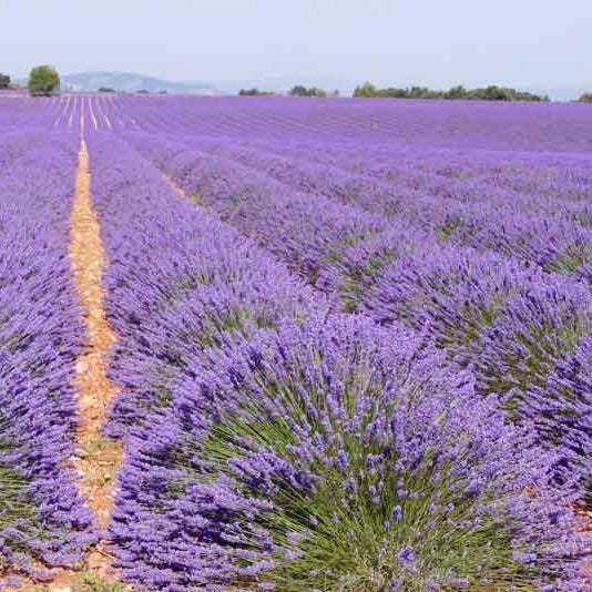 Lavandula Vera - Volume 3L / 20-30cm