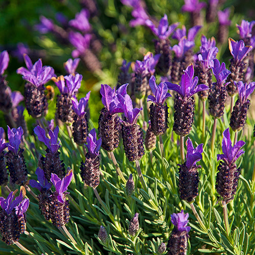 Lavandula Stoechas Blue Star - Volume 3L / 20-30cm