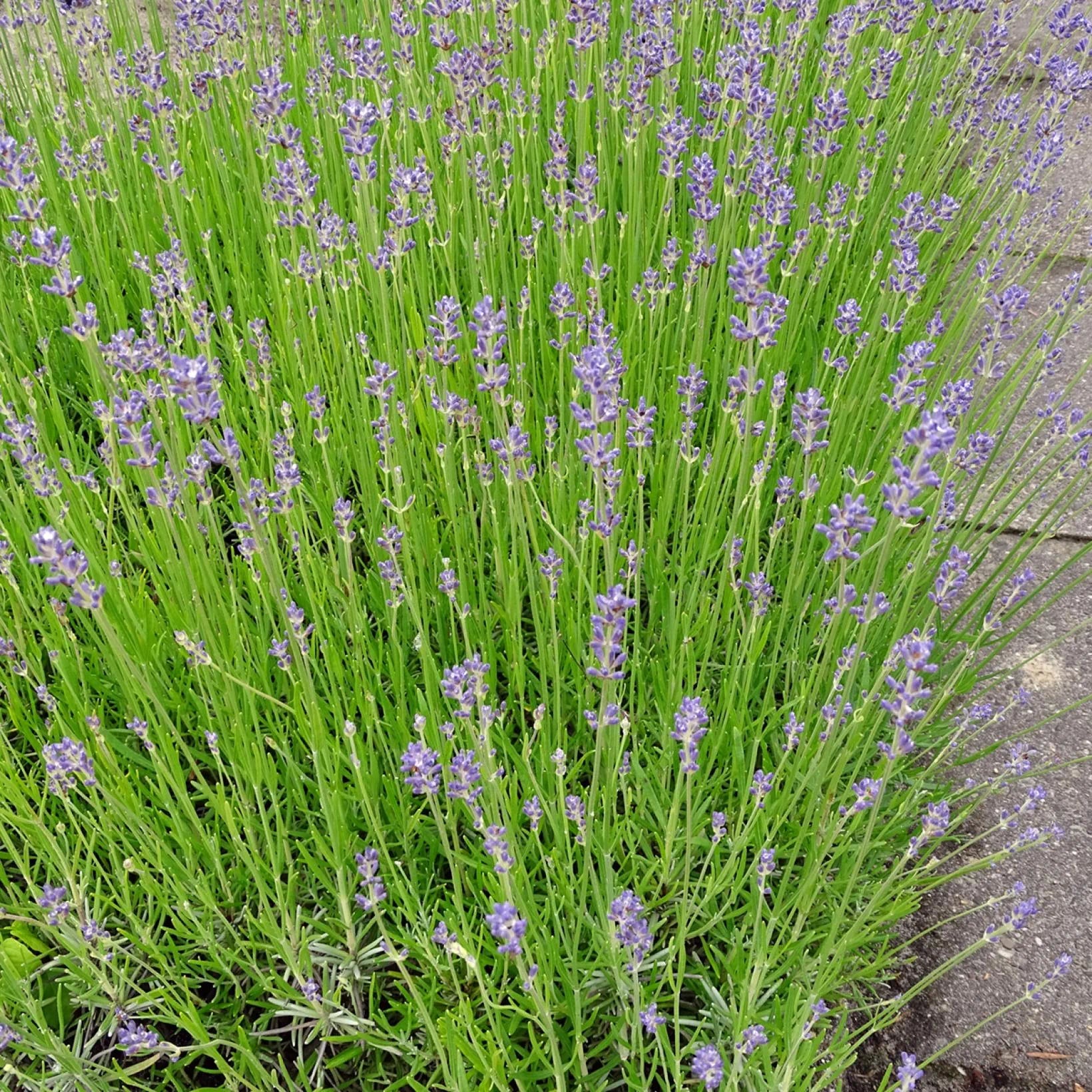 Lavandula Angustifolia Dwarf Blue - Volume 3L / 20-30cm