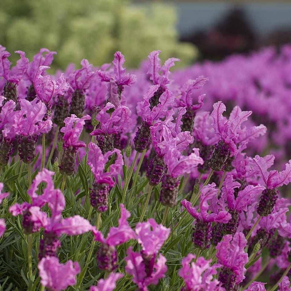 Lavandula Stoechas the Princess - Lavande Papillon the Princess - Volume 3L / 20-30cm