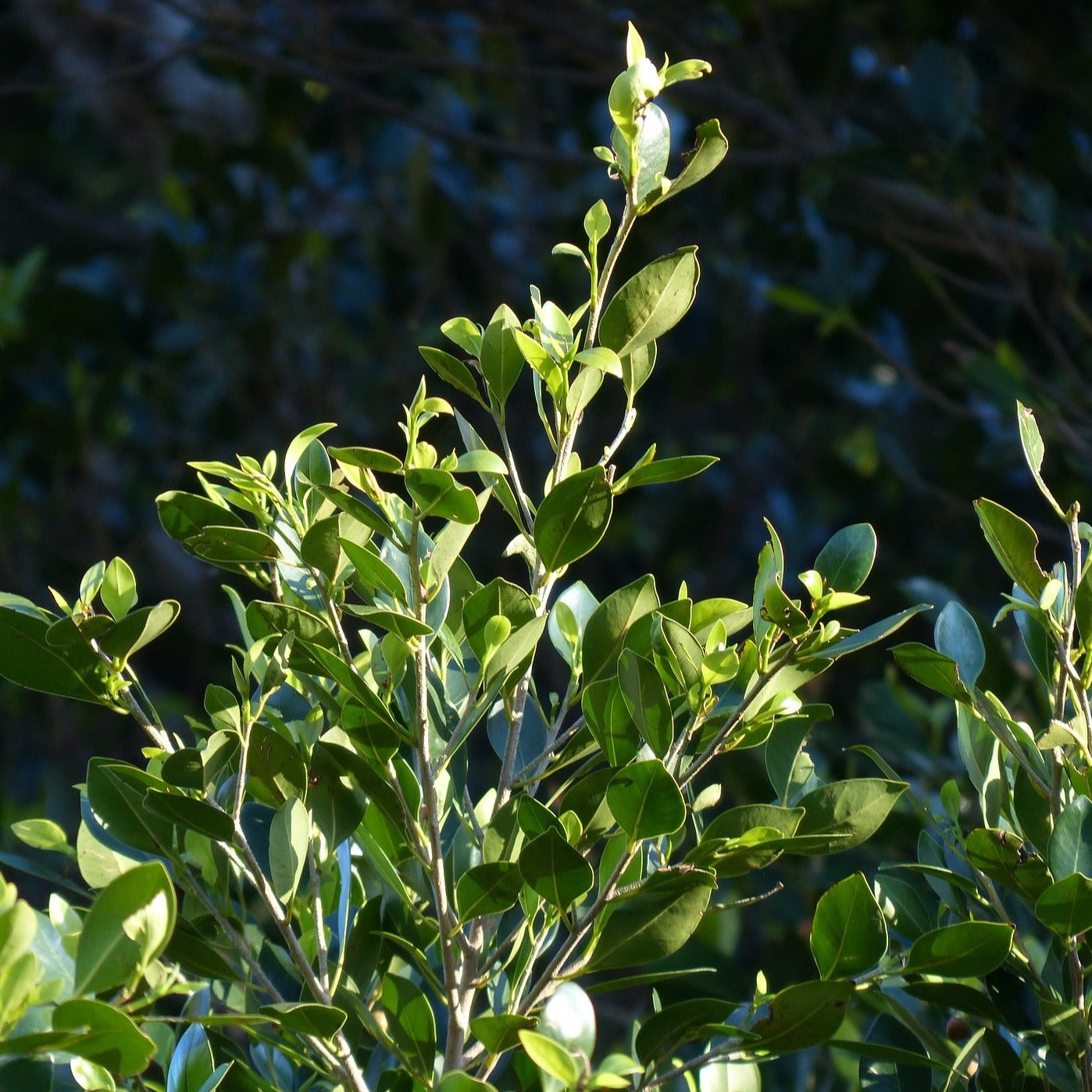 Laurus Nobilis - Laurier Sauce - Volume 3L / 30-50cm