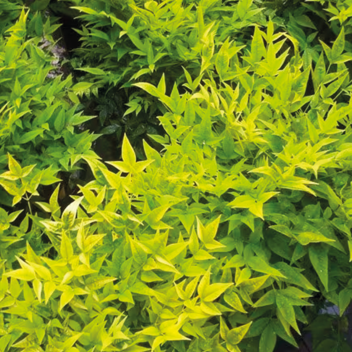 Nandina Domestica Lemon Lime - Volume 3L / 40-60cm