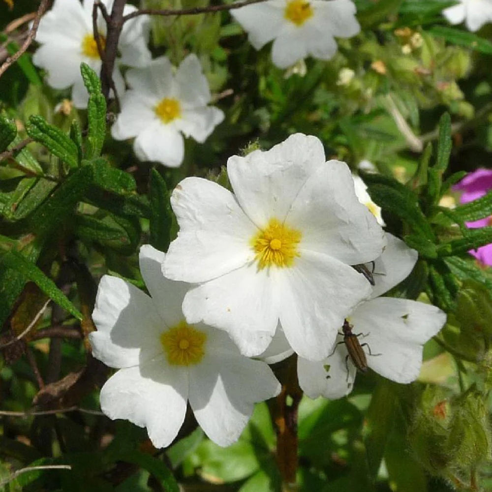 Cistus Monspeliensis - Ciste de Montpellier - Volume 3L / 30-50cm