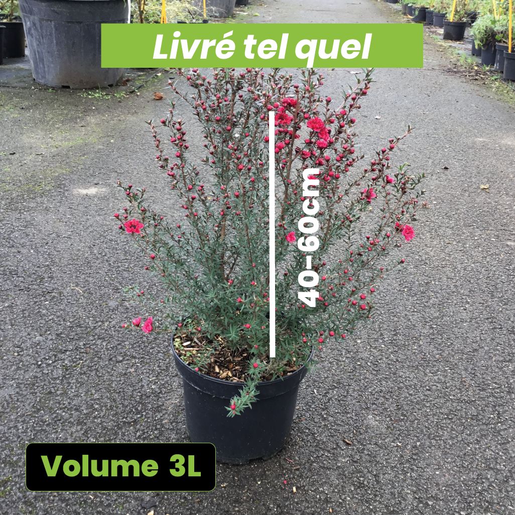 Leptospermum Scoparium Rouge Double - Volume 3L / 40-60cm