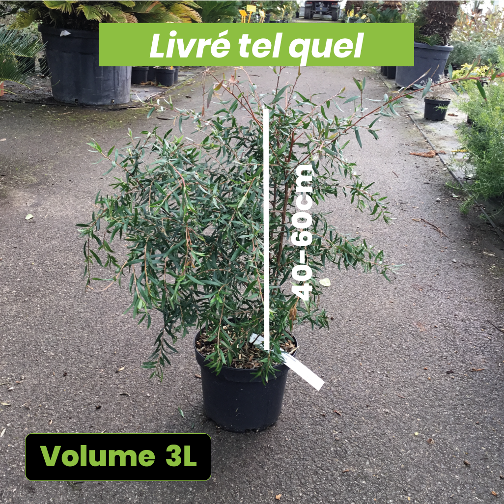 Leptospermum Macrocarpum Copper Sheen - Arbre à thé - Volume 3L / 40-60cm