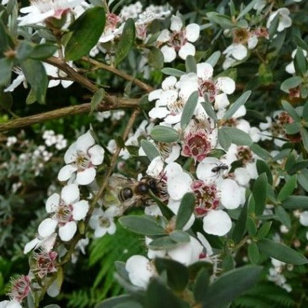 Leptospermum Macrocarpum Copper Sheen - Arbre à thé - Volume 3L / 40-60cm