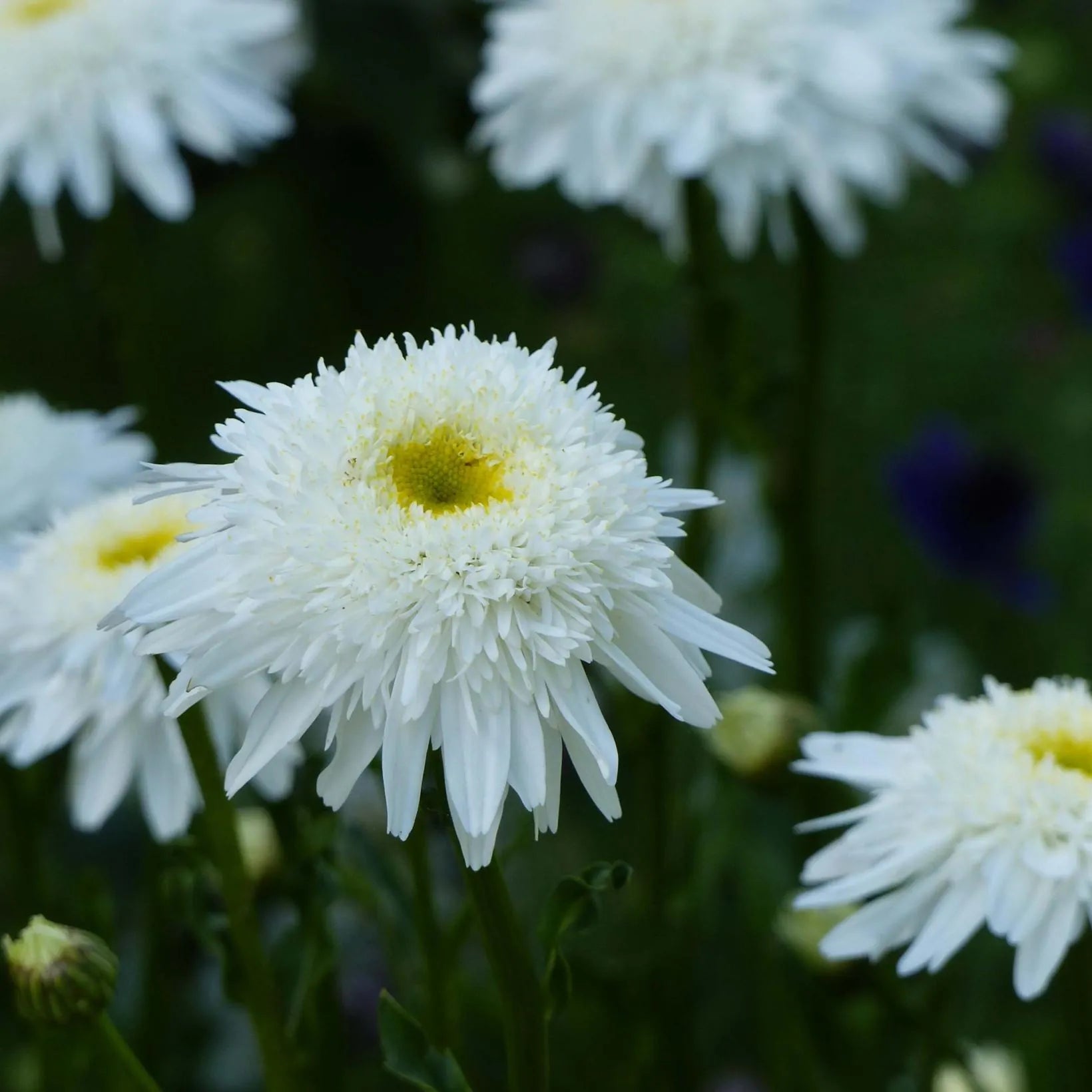 Leucanthemum Superbum Wirral Supreme - Grande Marguerite - Volume 4L / 20-40cm