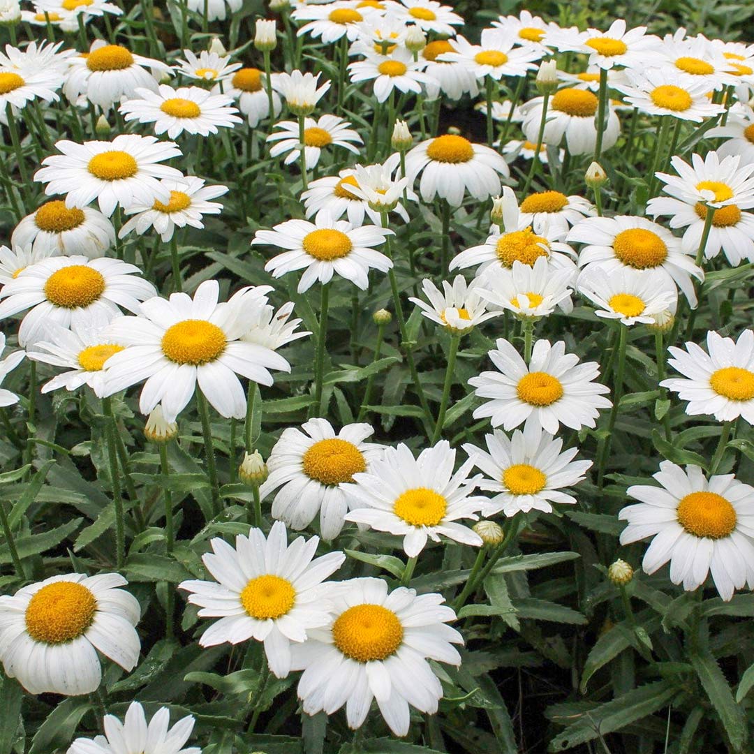 Leucanthemum superbum snowcap - Volume 4L / 20-30cm