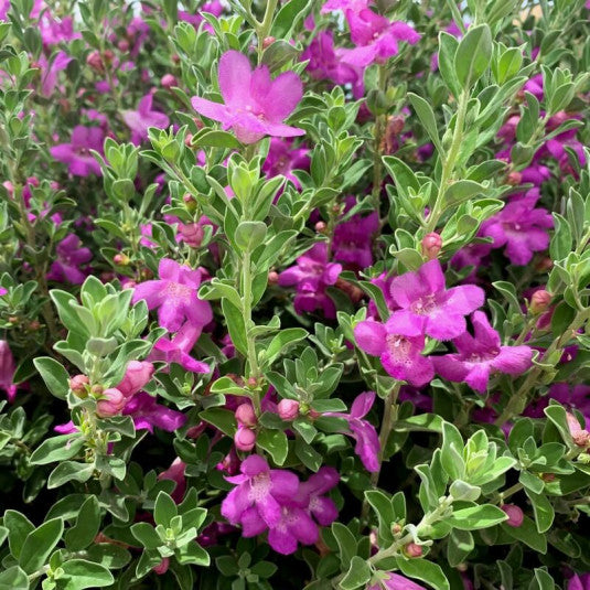 Leucophyllum Green Cloud - Sauge du Désert - Volume 3L / 20-30cm