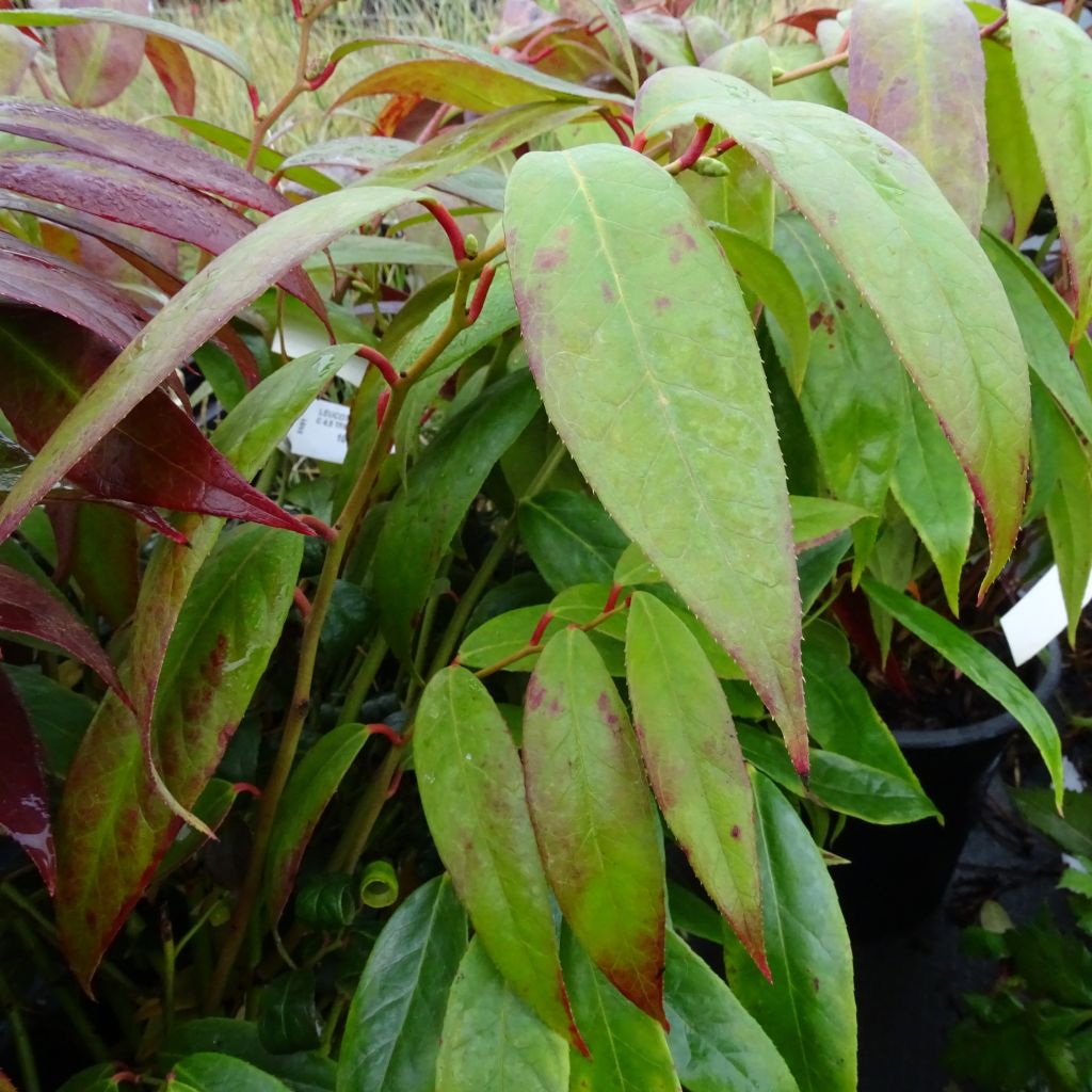 Leucothoe Fantanesiana Royal Ruby - Volume 3L / 30-50cm