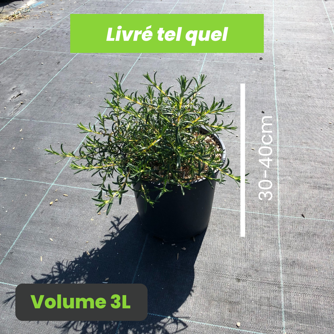 Halimium Libanotis - Faux Ciste Jaune - Volume 3L / 30-40cm