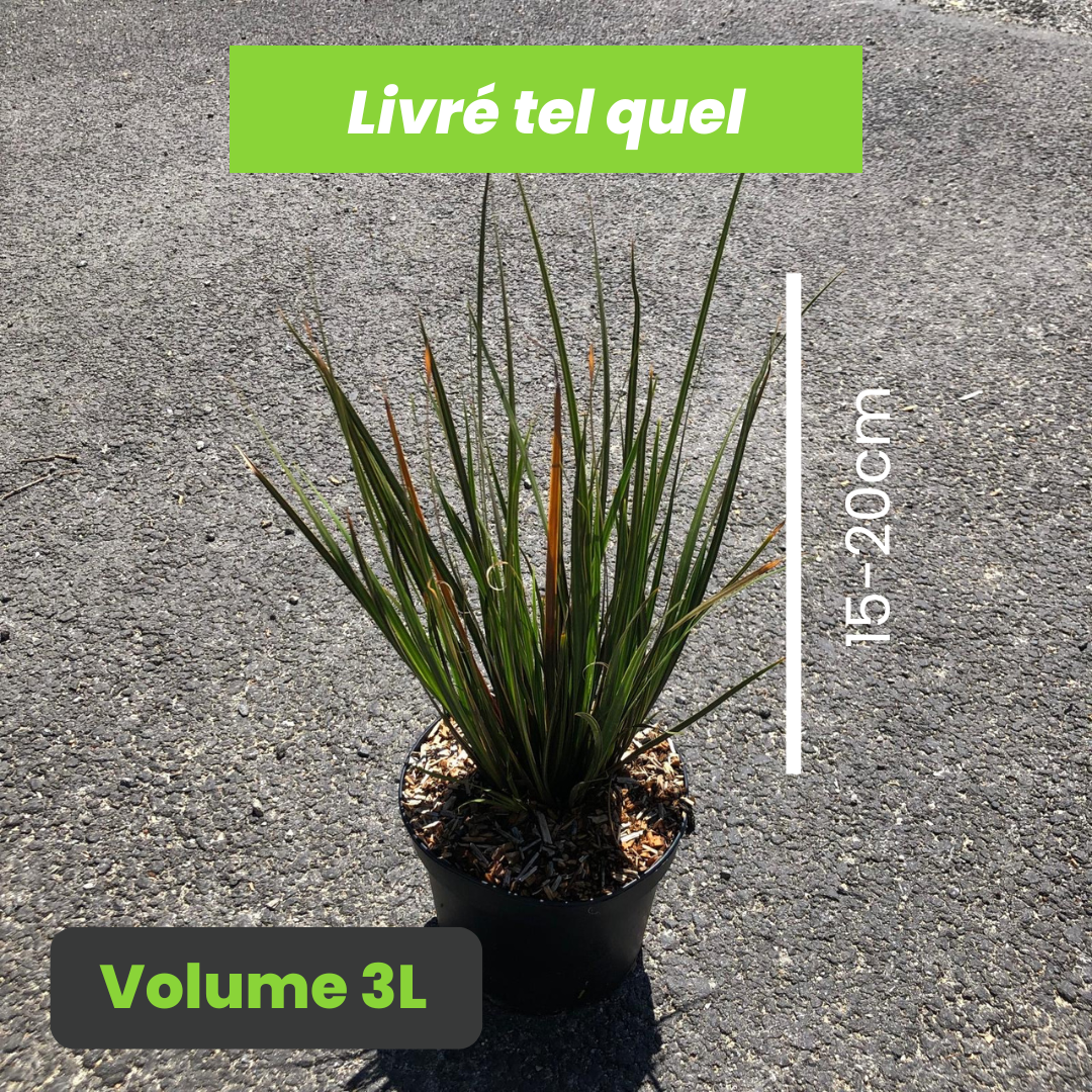 Libertia Taupo Sunset - Iris de Nouvelle-Zélande - Volume 3L / 15-20cm