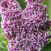 Syringa Vulgaris Sensation - Lilas Sensation - Volume 4L / 30-50cm