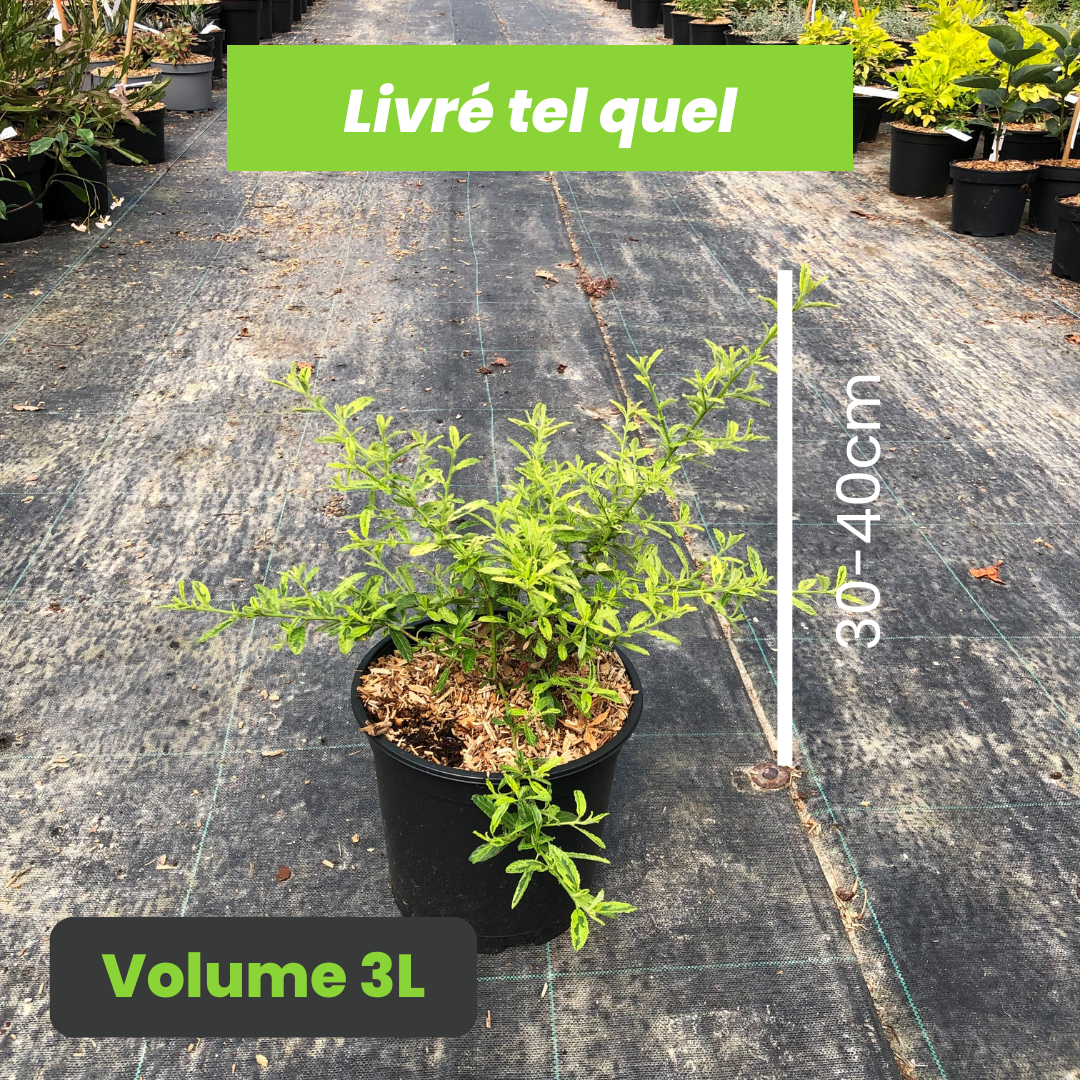 Ceanothus Impressus Lemon & Lime - Lilas de Californie - Volume 3L / 30-40cm