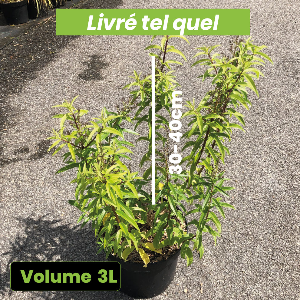 Lippia Citriodora - Verveine Citronnelle