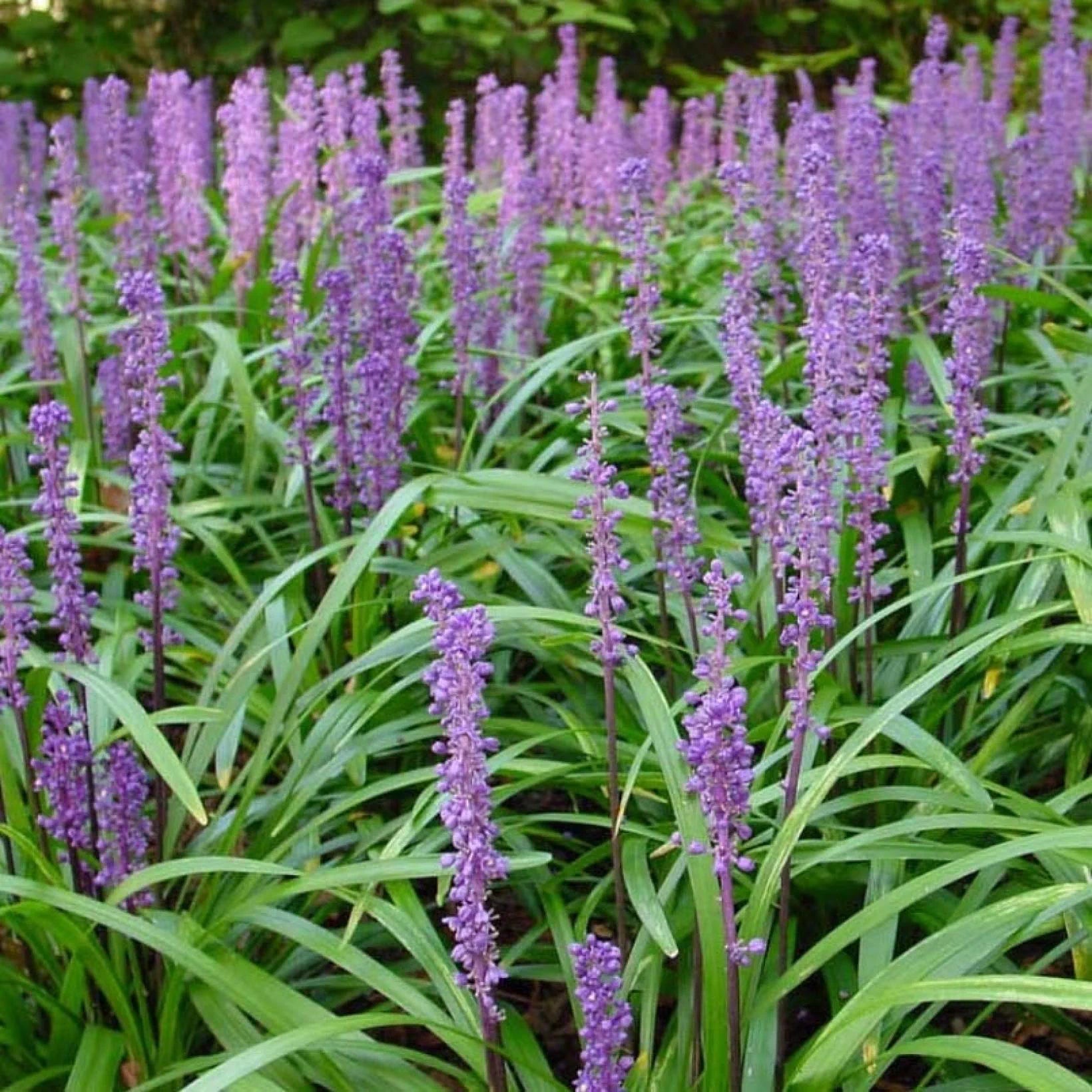 Liriope muscari Royal Purple - Volume 3L / 20-30cm