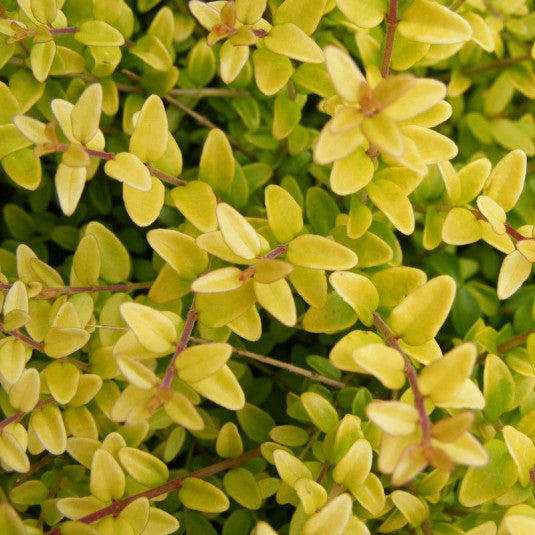 Lonicera Ophélie - Camerisier Jaune Rampant - Volume 3L / 30-40cm