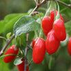 Lycium Barbarum - Goji - Volume 3L / 30-50cm