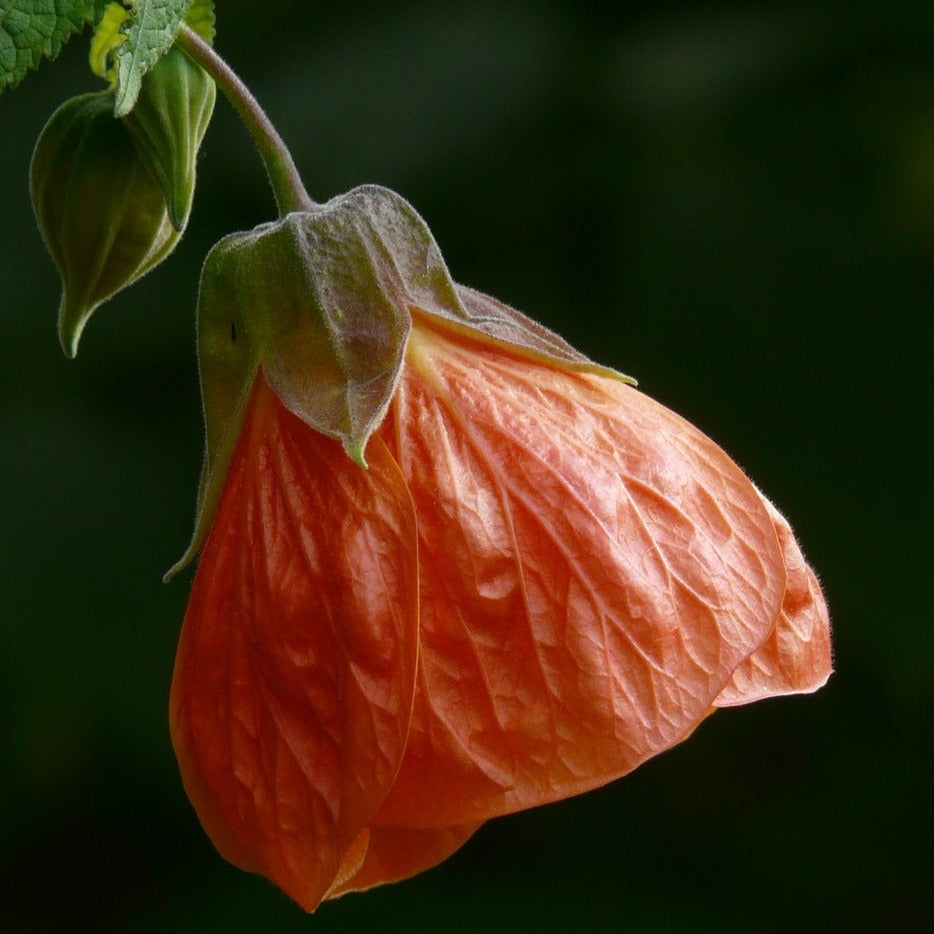 Abutilon Souvenir de Bonn