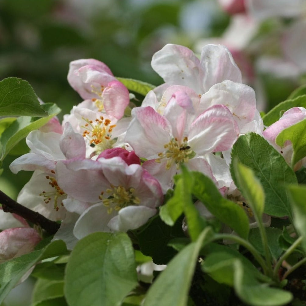 Malus x Perpetu Evereste - Pommier d'ornement - Volume 4L / 60-80cm