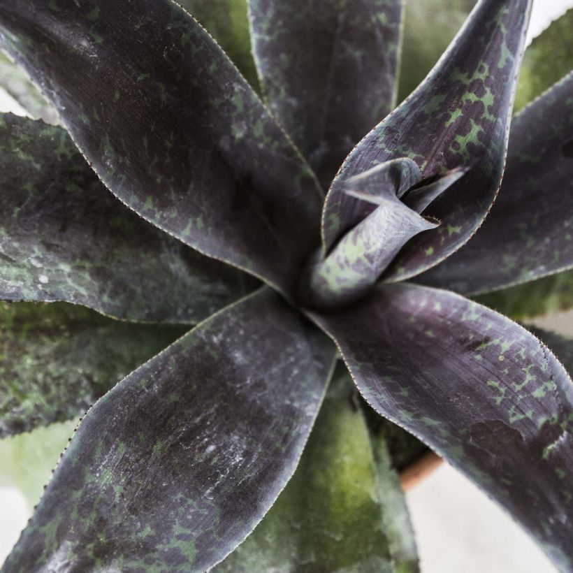 Agave Manfredii Mission to Mars