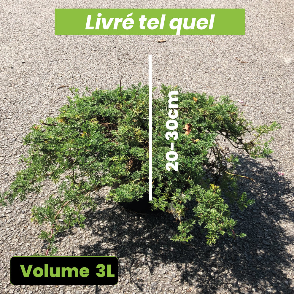 Matricaria Tchihatchewii - Pyrèthre Gazonnant - Volume 3L / 20-30cm