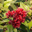 Cestrum Fasciculatum Newellii - Cestreau Rouge du Mexique - Volume 3L / 40-50cm