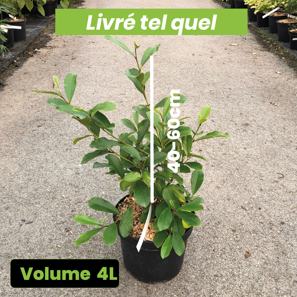 Michelia Yunnanensis - Michelia - Volume 4L / 40-60cm